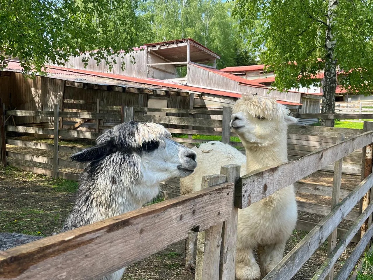 Ферма с альпаками